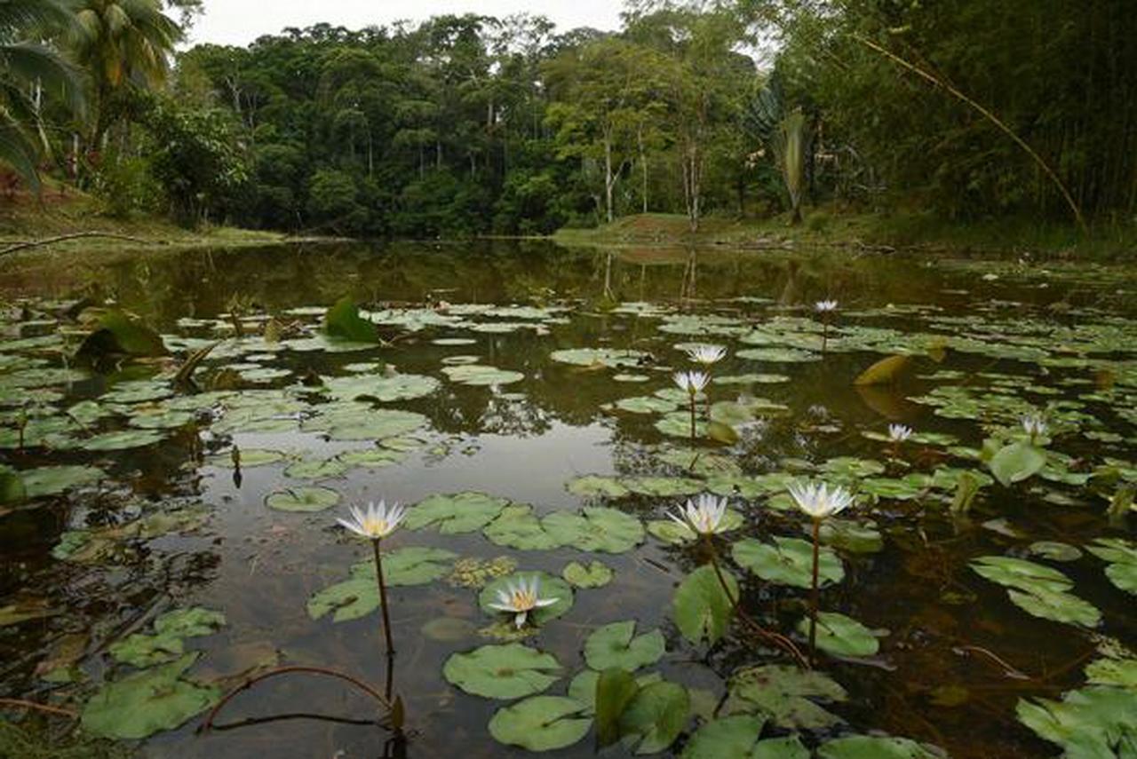 La Laguna Del Lagarto Eco-Lodge Pital  Exterior photo